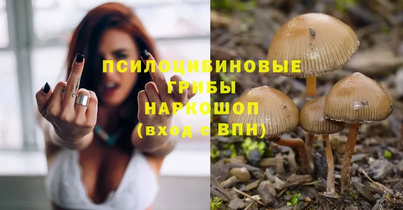 Галлюциногенные грибы Psilocybine cubensis  OMG   Зима 